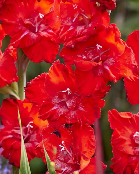 Gladiolus Tango Passion